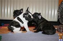 french bulldog puppy posted by sara dapne